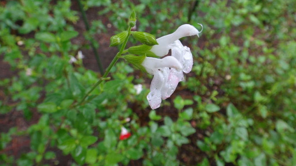 f:id:cafelegume:20181004205218j:plain
