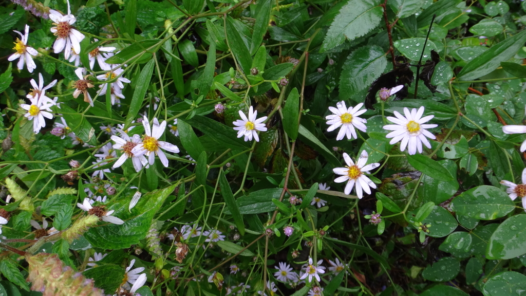 f:id:cafelegume:20181004233832j:plain