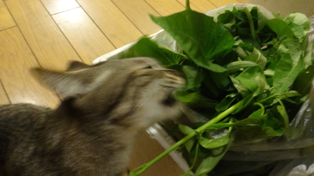 f:id:cafelegume:20181006001616j:plain f:id:cafelegume:20181006001616j:plain