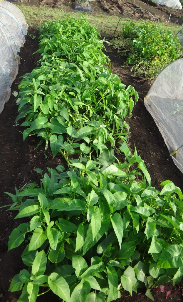 f:id:cafelegume:20181007234437j:plain f:id:cafelegume:20181007234437j:plain