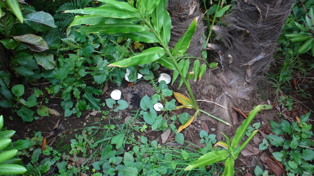 f:id:cafelegume:20181008000147j:plain f:id:cafelegume:20181008000147j:plain