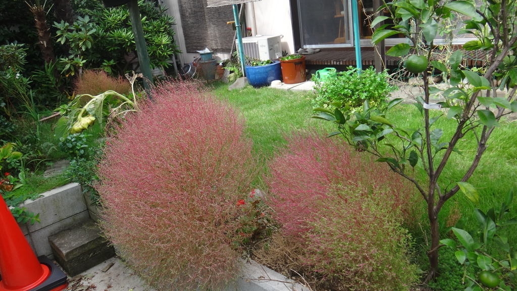 f:id:cafelegume:20181012001847j:plain