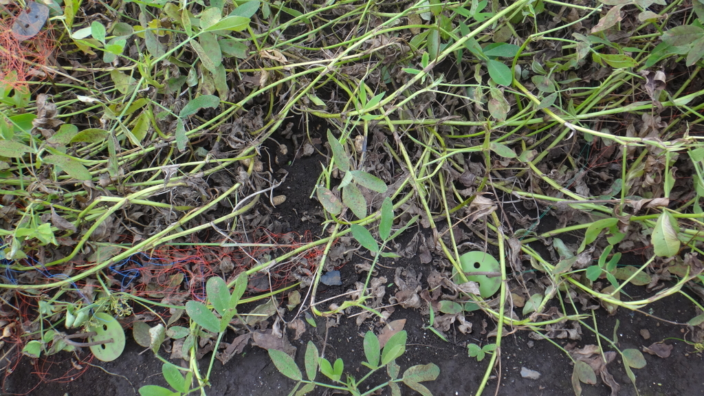 f:id:cafelegume:20181012232439j:plain f:id:cafelegume:20181012232439j:plain