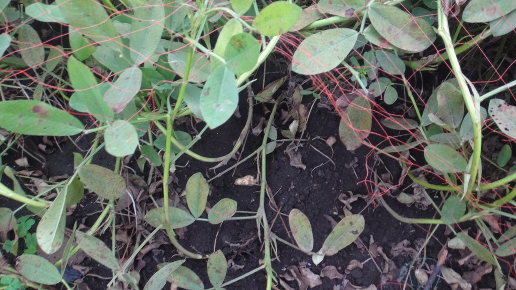 f:id:cafelegume:20181012233020j:plain f:id:cafelegume:20181012233020j:plain