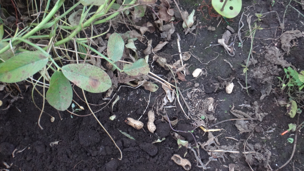 f:id:cafelegume:20181012233247j:plain f:id:cafelegume:20181012233247j:plain