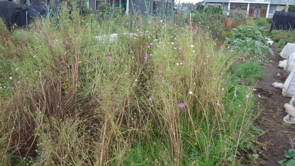 f:id:cafelegume:20181019235419j:plain f:id:cafelegume:20181019235419j:plain