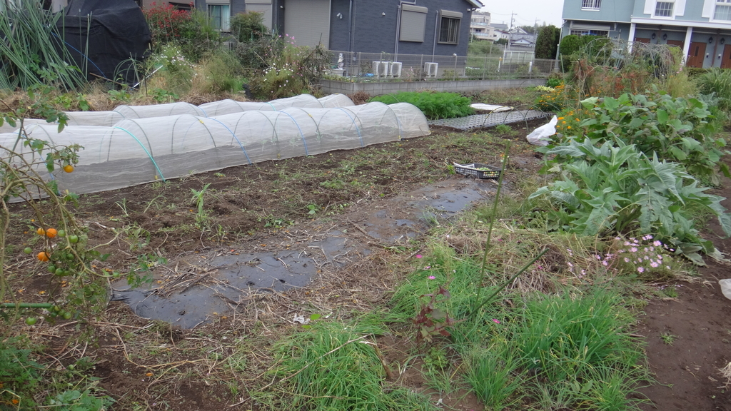 f:id:cafelegume:20181019235822j:plain f:id:cafelegume:20181019235822j:plain