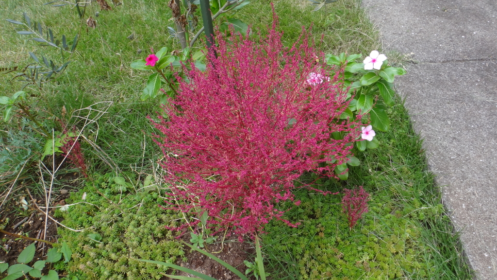 f:id:cafelegume:20181023213630j:plain f:id:cafelegume:20181023213630j:plain