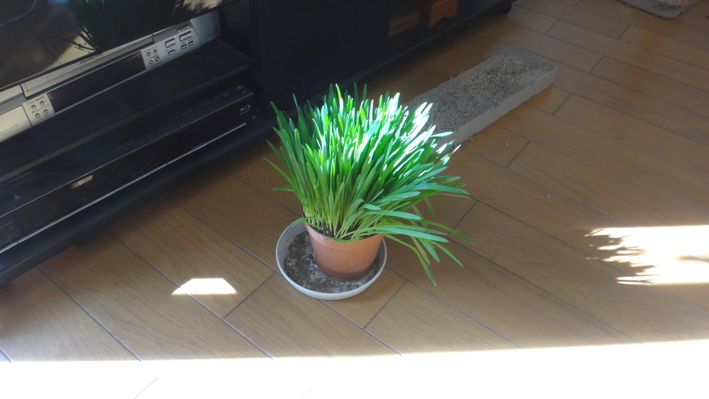 f:id:cafelegume:20181025220824j:plain f:id:cafelegume:20181025220824j:plain