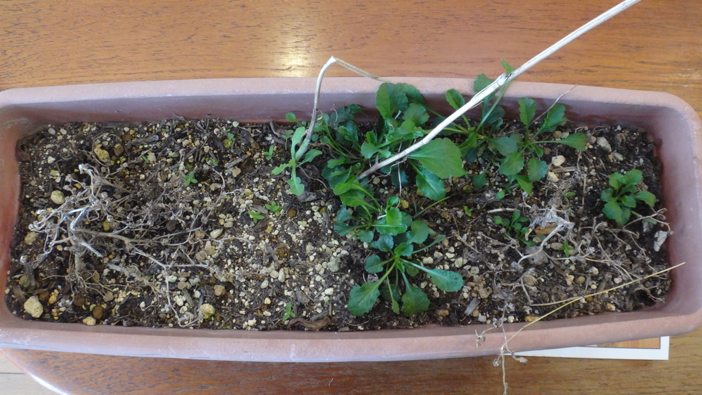 f:id:cafelegume:20181025221919j:plain f:id:cafelegume:20181025221919j:plain
