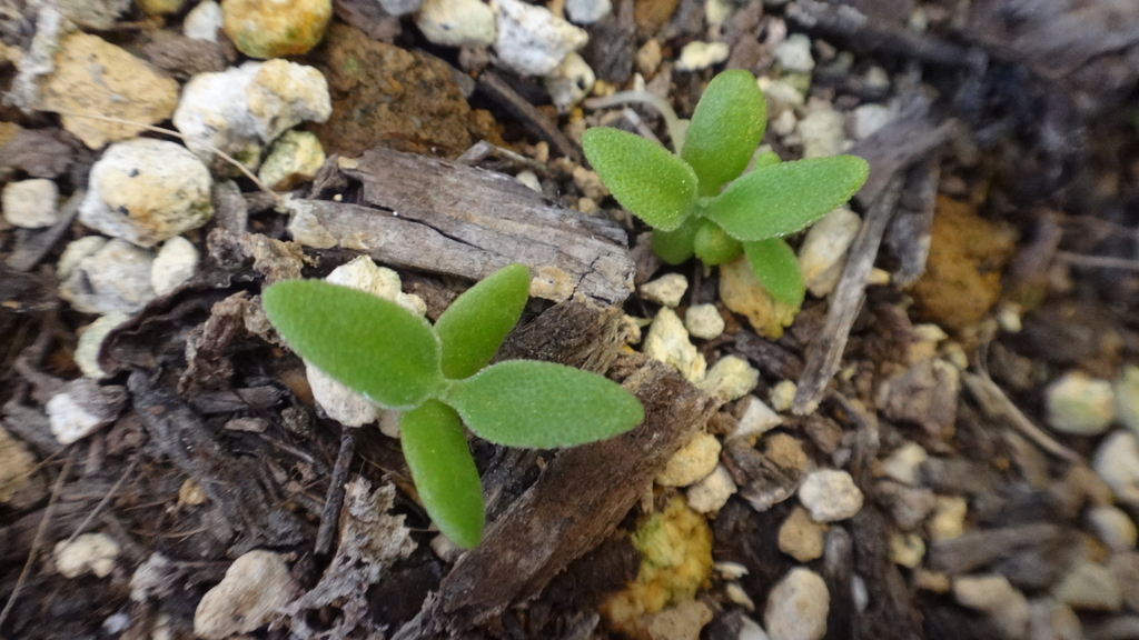 f:id:cafelegume:20181025222251j:plain f:id:cafelegume:20181025222251j:plain