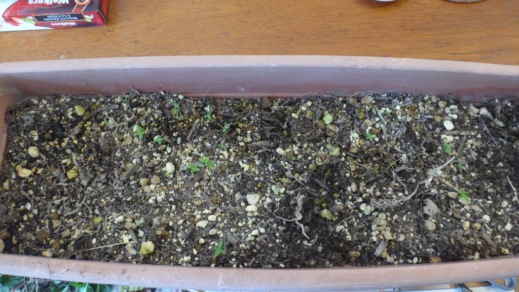 f:id:cafelegume:20181025223352j:plain f:id:cafelegume:20181025223352j:plain