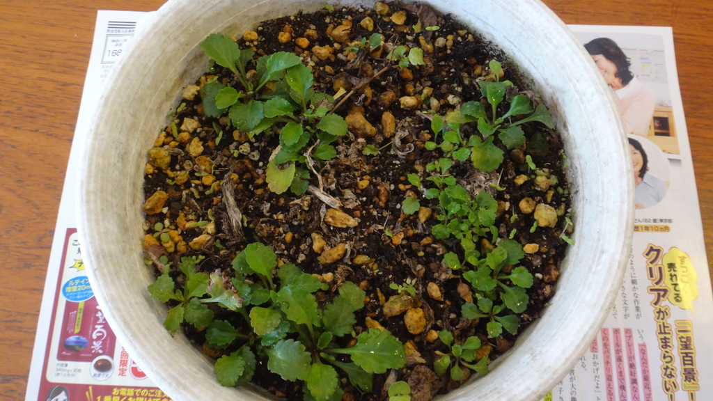 f:id:cafelegume:20181025224201j:plain f:id:cafelegume:20181025224201j:plain