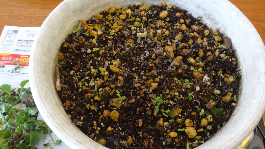 f:id:cafelegume:20181025224253j:plain f:id:cafelegume:20181025224253j:plain