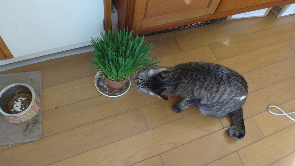 f:id:cafelegume:20181025225912j:plain f:id:cafelegume:20181025225912j:plain