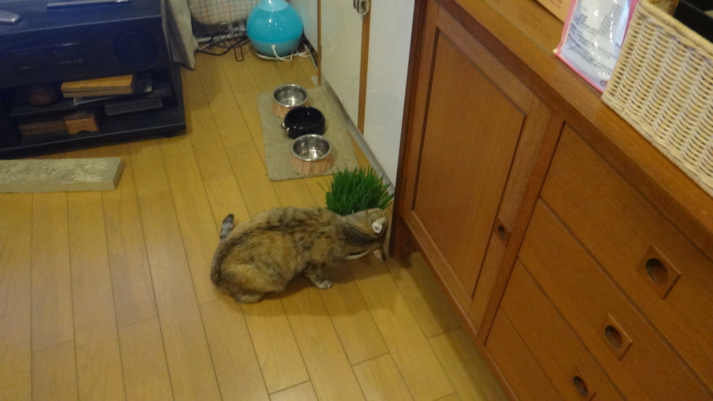 f:id:cafelegume:20181025233229j:plain f:id:cafelegume:20181025233229j:plain