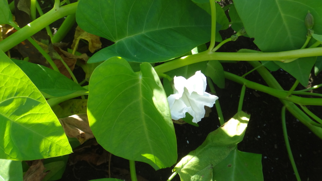 f:id:cafelegume:20181030014745j:plain