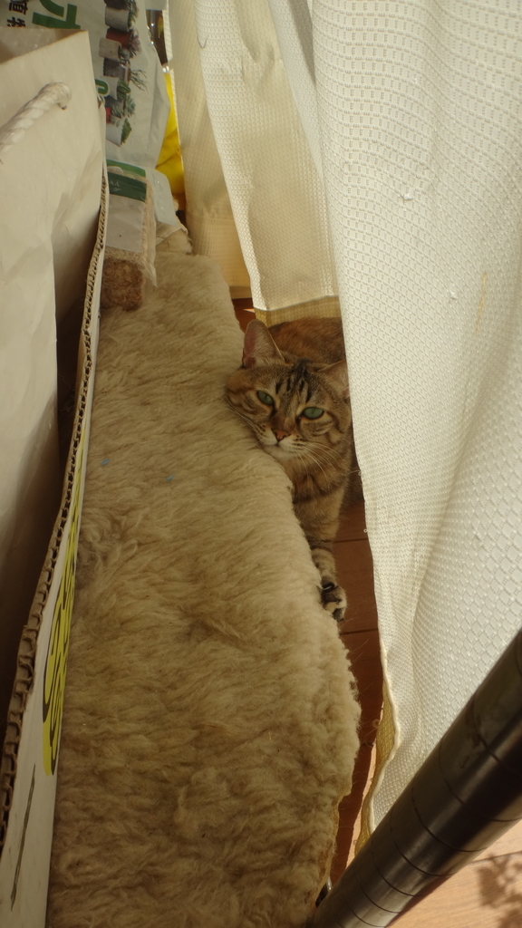 f:id:cafelegume:20181030220741j:plain