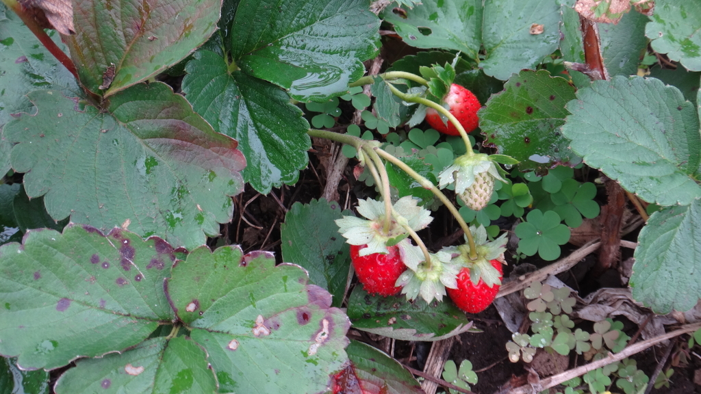 f:id:cafelegume:20181109213445j:plain f:id:cafelegume:20181109213445j:plain