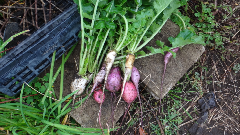f:id:cafelegume:20181109220218j:plain f:id:cafelegume:20181109220218j:plain