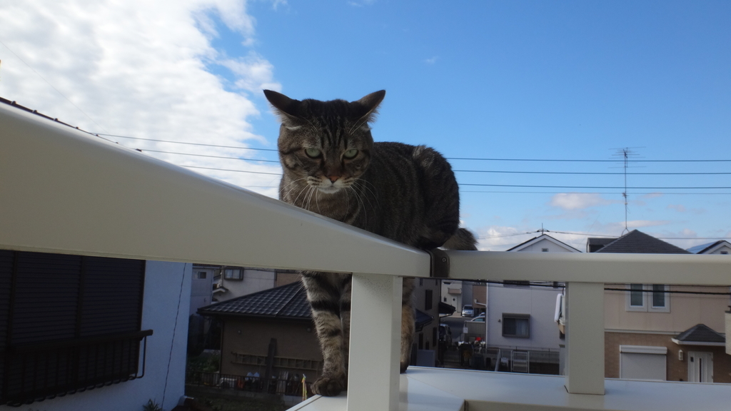 f:id:cafelegume:20181114220149j:plain