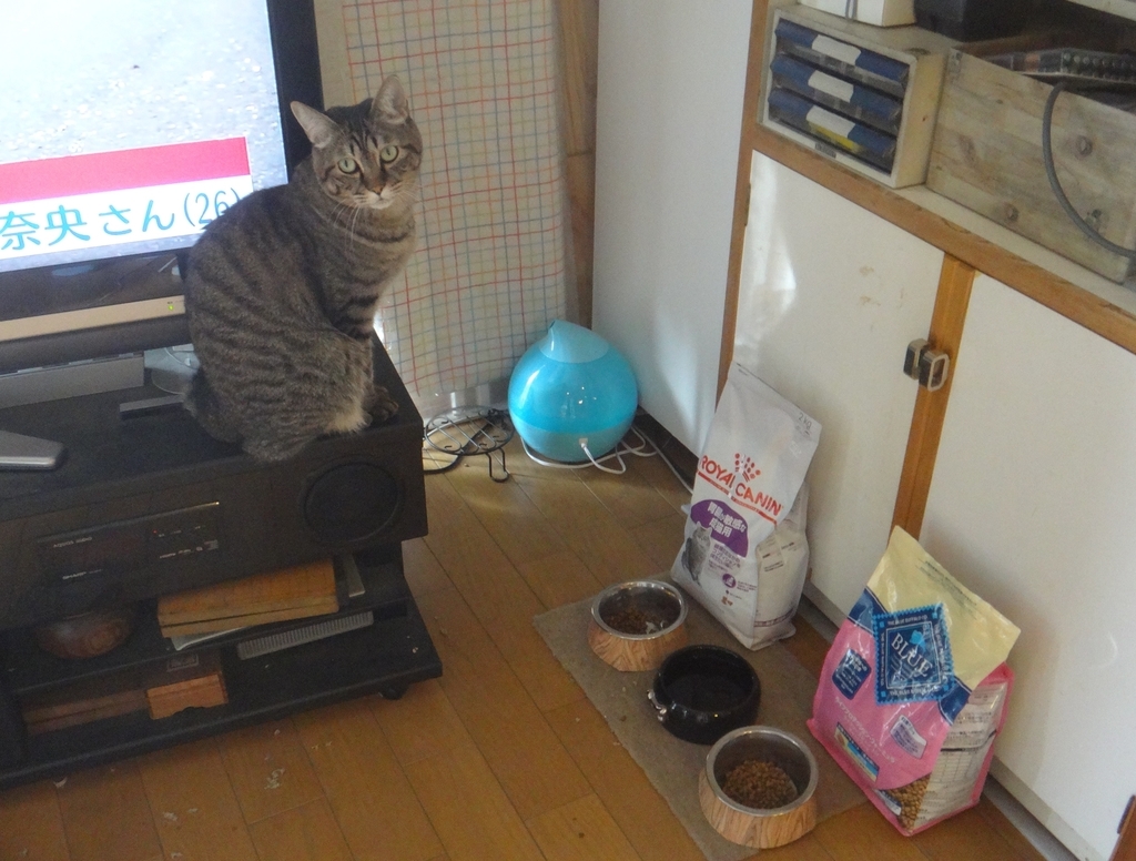 f:id:cafelegume:20181114223807j:plain