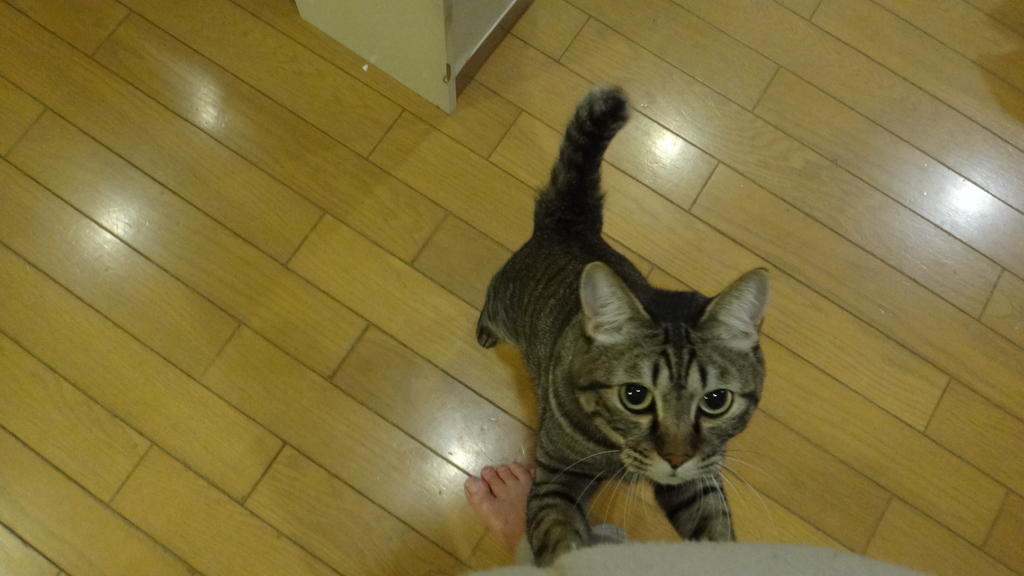 f:id:cafelegume:20181114224856j:plain