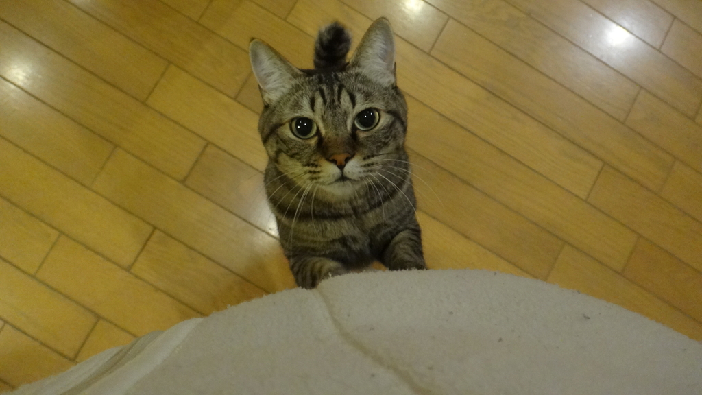 f:id:cafelegume:20181114225014j:plain