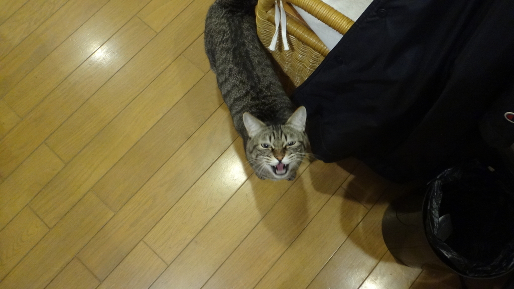 f:id:cafelegume:20181114230829j:plain
