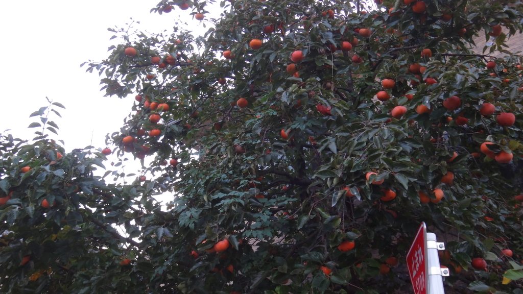 f:id:cafelegume:20181118215721j:plain f:id:cafelegume:20181118215721j:plain