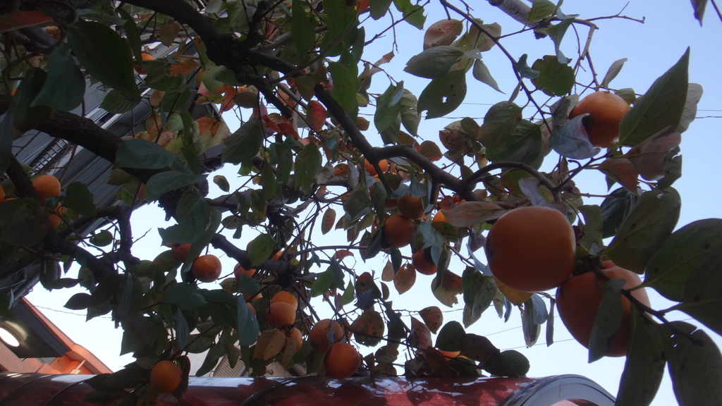 f:id:cafelegume:20181118215912j:plain f:id:cafelegume:20181118215912j:plain