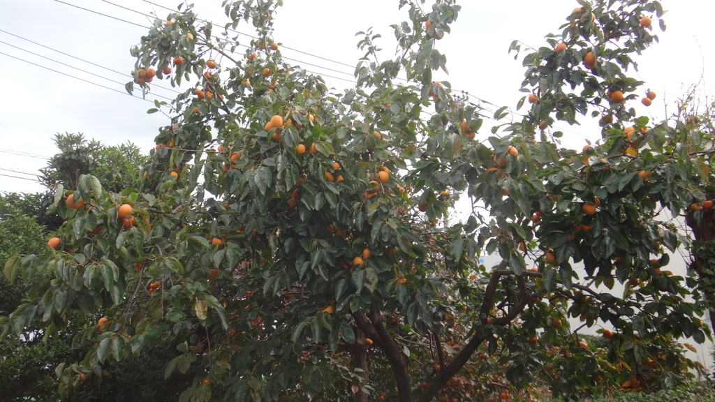 f:id:cafelegume:20181118220549j:plain f:id:cafelegume:20181118220549j:plain