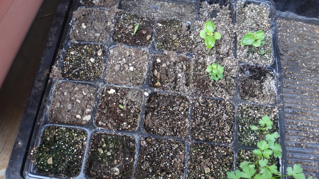 f:id:cafelegume:20181121192958j:plain f:id:cafelegume:20181121192958j:plain