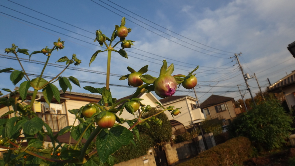 f:id:cafelegume:20181128230655j:plain