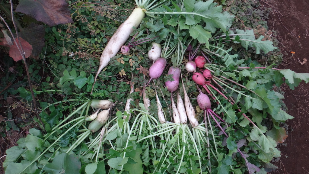 f:id:cafelegume:20181203175709j:plain f:id:cafelegume:20181203175709j:plain