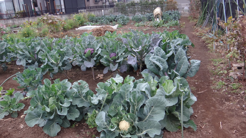 f:id:cafelegume:20181203180430j:plain f:id:cafelegume:20181203180430j:plain