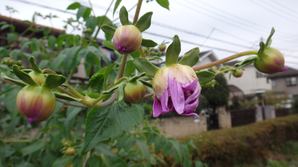 f:id:cafelegume:20181203181111j:plain f:id:cafelegume:20181203181111j:plain