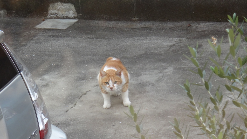 f:id:cafelegume:20181206234802j:plain