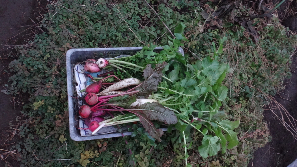 f:id:cafelegume:20181212232810j:plain f:id:cafelegume:20181212232810j:plain