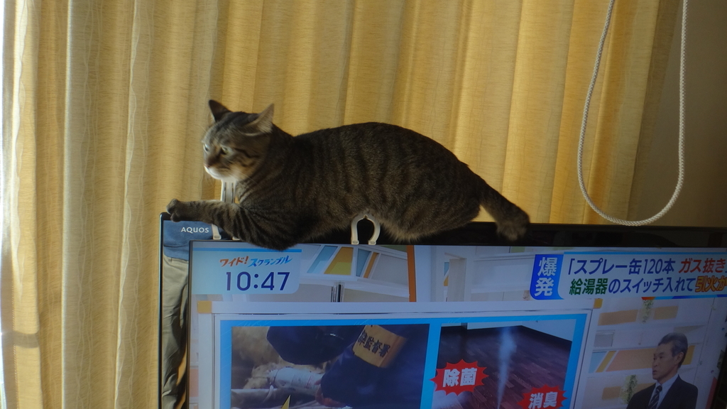 f:id:cafelegume:20181223232718j:plain
