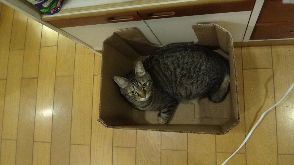 f:id:cafelegume:20190102194147j:plain f:id:cafelegume:20190102194147j:plain
