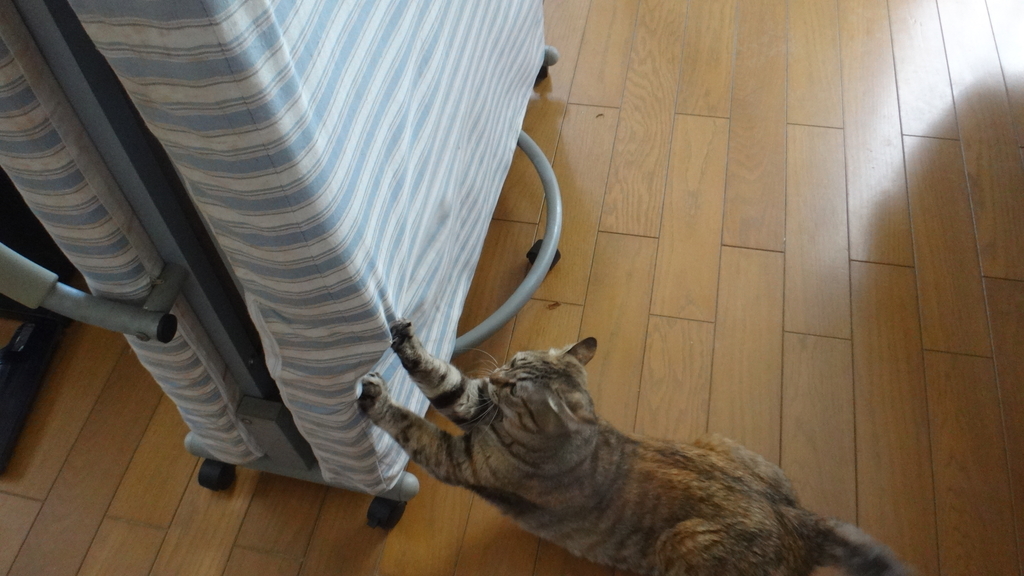 f:id:cafelegume:20190102200633j:plain f:id:cafelegume:20190102200633j:plain
