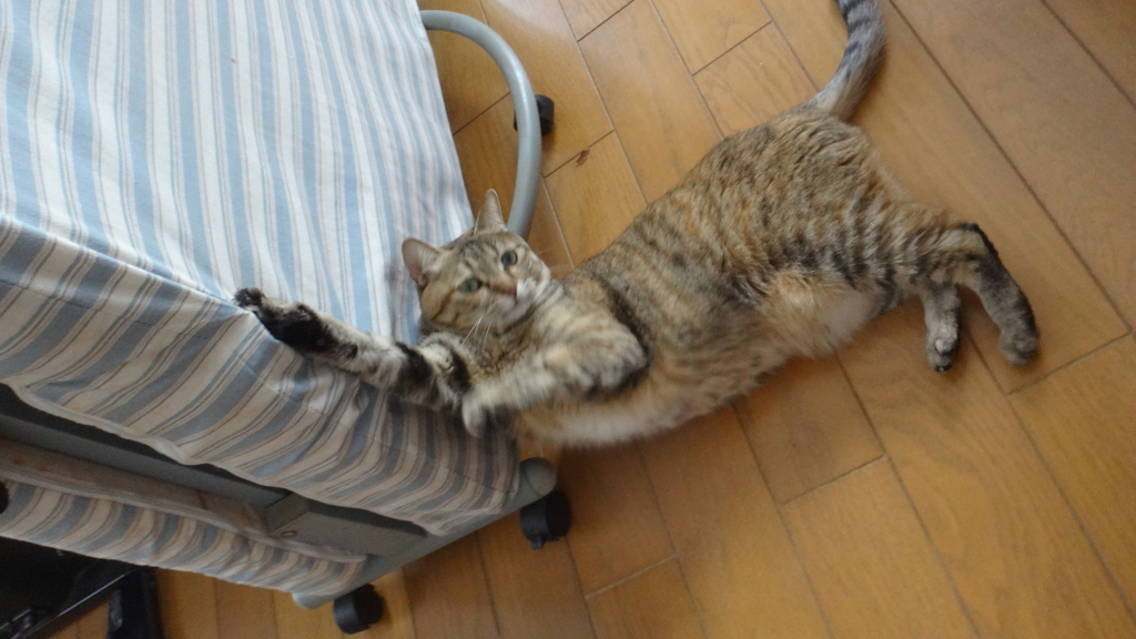f:id:cafelegume:20190102200848j:plain f:id:cafelegume:20190102200848j:plain