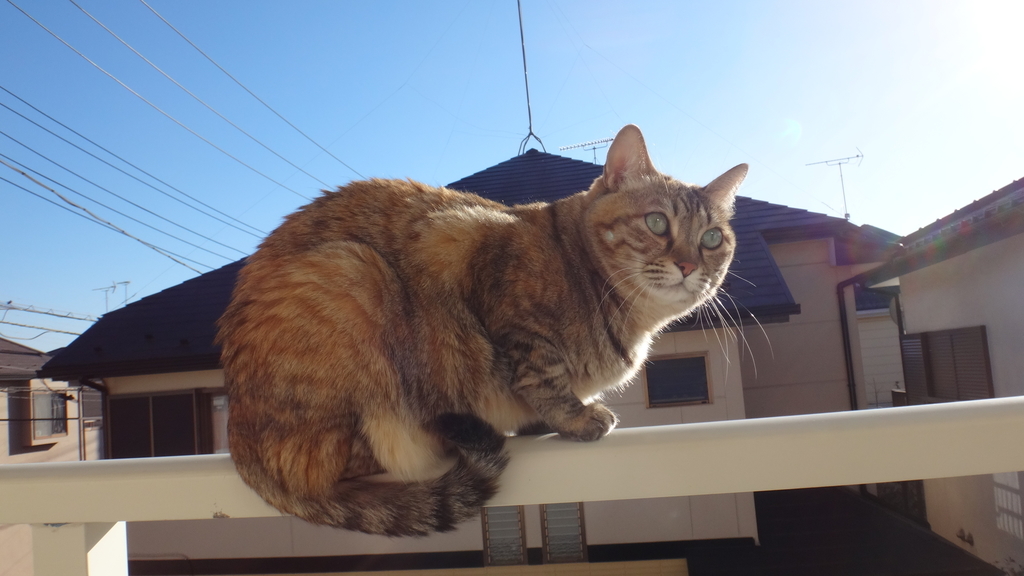 f:id:cafelegume:20190103183513j:plain f:id:cafelegume:20190103183513j:plain