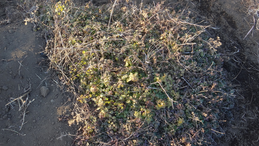 f:id:cafelegume:20190106000338j:plain