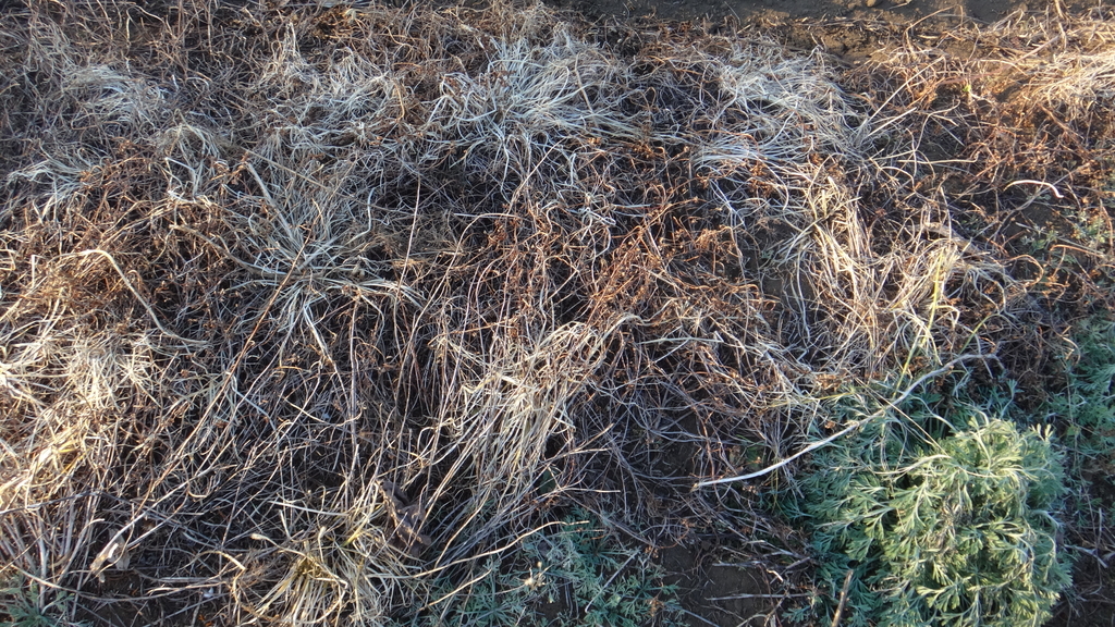 f:id:cafelegume:20190106000945j:plain