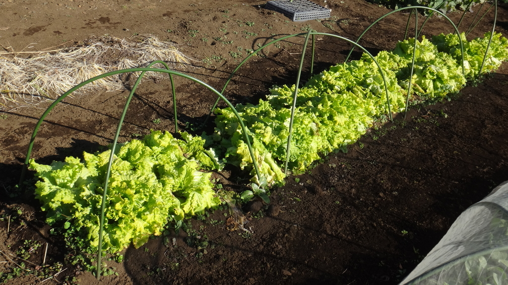 f:id:cafelegume:20190106223902j:plain f:id:cafelegume:20190106223902j:plain