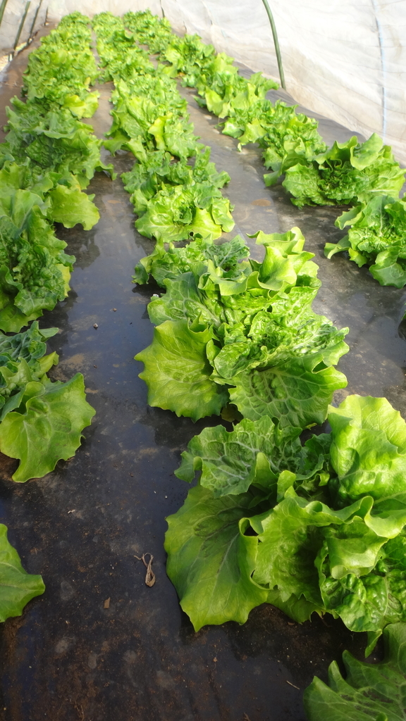 f:id:cafelegume:20190106225603j:plain f:id:cafelegume:20190106225603j:plain