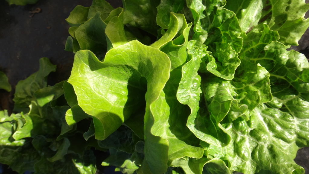 f:id:cafelegume:20190106225728j:plain f:id:cafelegume:20190106225728j:plain