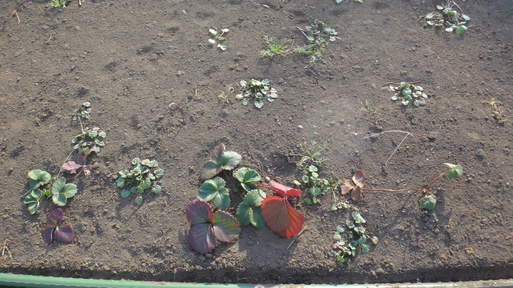 f:id:cafelegume:20190109181029j:plain